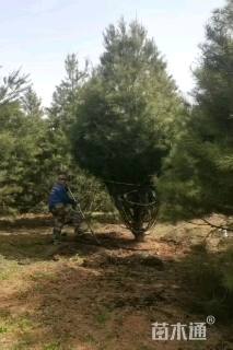 10公分西藏白皮松