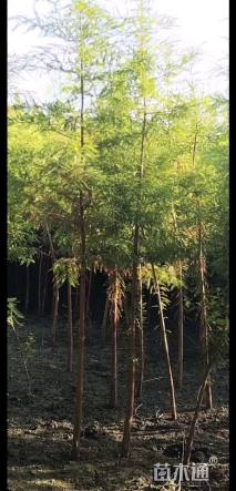 2公分中山杉