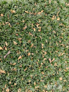 高度20厘米日本矮麦冬