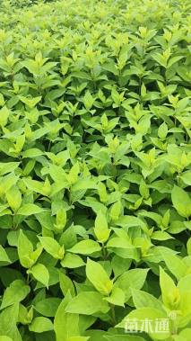 高度25厘米木绣球