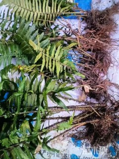 高度50厘米荚果蕨