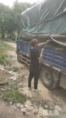 0.4公分台湾相思树