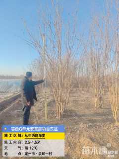 高度100厘米丛生西府海棠