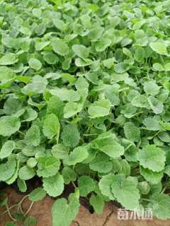 高度15厘米飞燕草