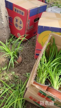 高度30厘米大花萱草