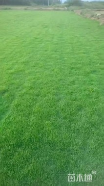 草块状中华结缕草