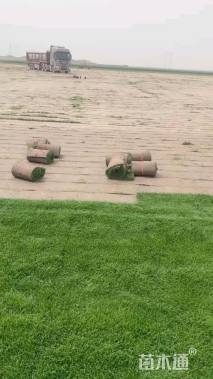 草卷状百慕大草