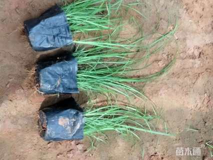 高度15厘米青绿苔草