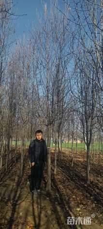 10公分彩叶豆梨