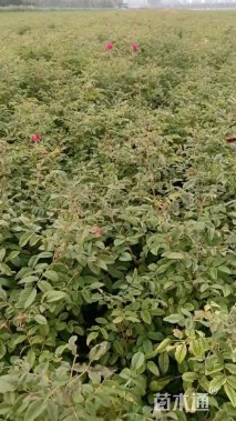 高度50厘米四季玫瑰