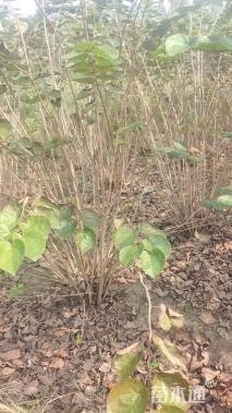 高度300厘米丛生紫荆