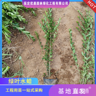 高度60厘米水蜡