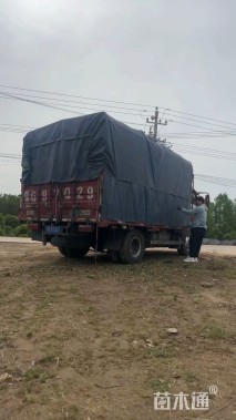 高度80厘米连翘