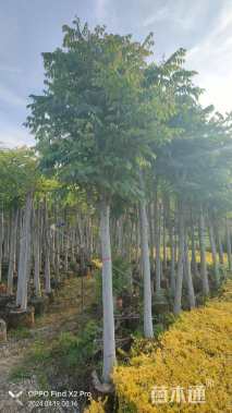 8公分栾树