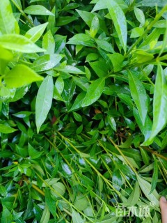 高度50厘米大叶栀子