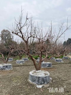 15公分柿树