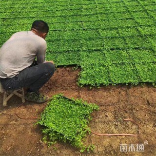 高度5厘米姬岩垂草