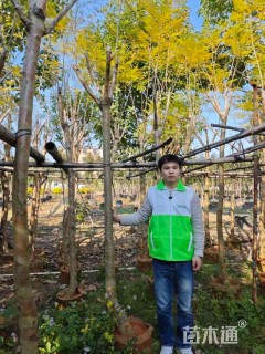 8公分蓝花楹