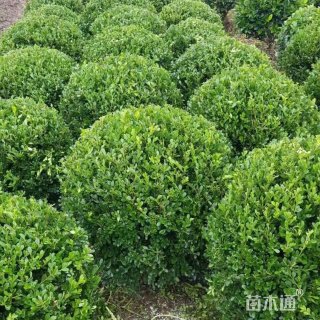 冠幅100厘米小叶黄杨球