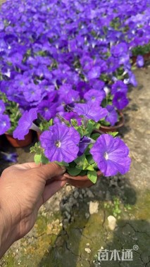 高度14厘米矮牵牛