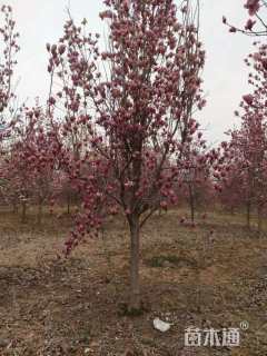 15公分西府海棠