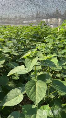 高度60厘米山桐子小苗