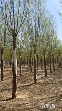 10公分柳树