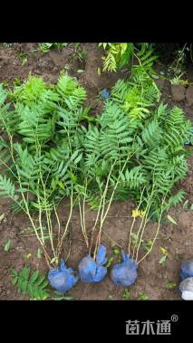 高度50厘米华北珍珠梅