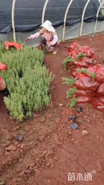 高度15厘米迷迭香