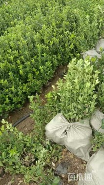 高度50厘米大叶黄杨