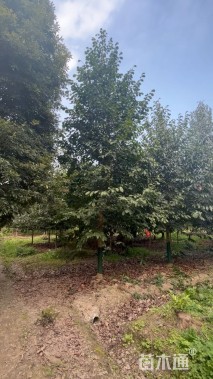 12公分乐昌含笑