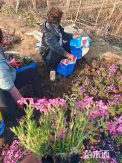 高度15厘米福禄考