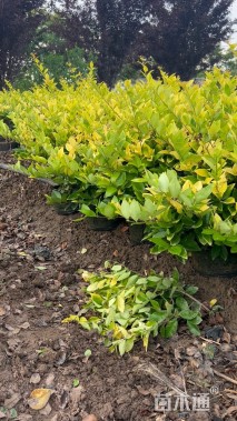 高度60厘米金森女贞