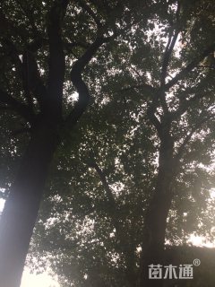 20公分香樟