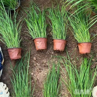 高度50厘米金红羽狼尾草