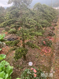 移栽苗造型罗汉松