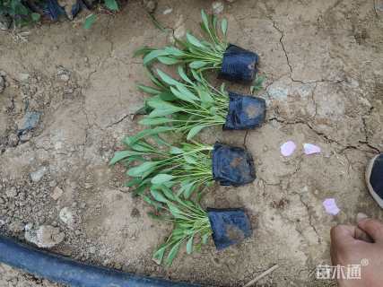 高度20厘米大花金鸡菊