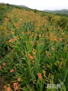 高度20厘米射干