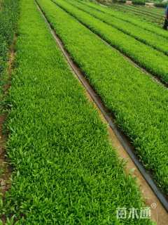 高度15厘米金鸡菊