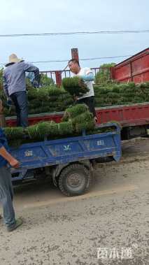 草卷状马尼拉草
