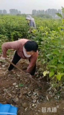 高度200厘米丁香