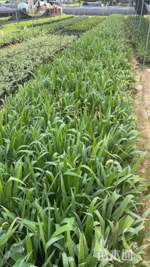 高度20厘米鸢尾