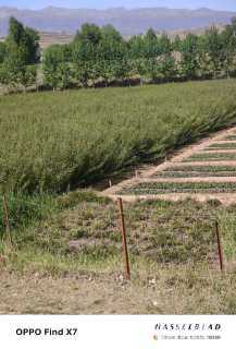 1公分高山柳