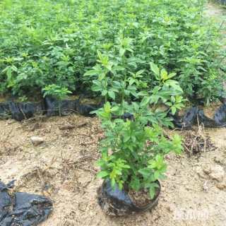 高度80厘米迎春花
