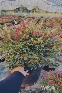 高度50厘米南天竹