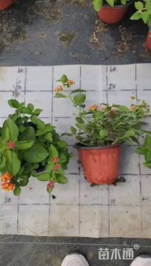 冠幅15厘米五色梅