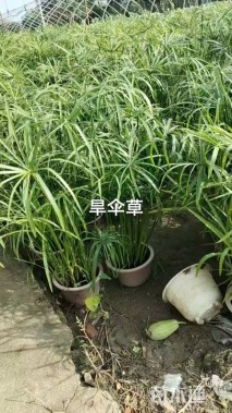 高度35厘米旱伞草