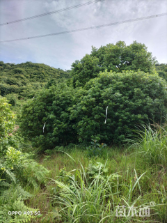 10公分杨梅