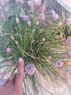 高度20厘米大花葱