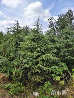 高度600厘米雪松